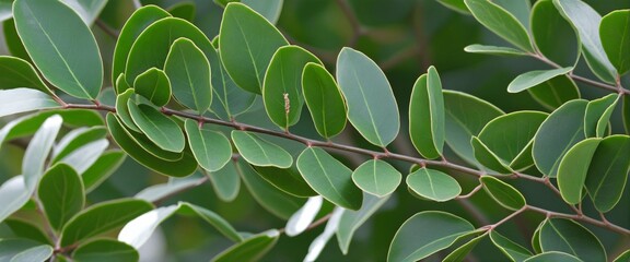 Sticker - Eucalyptus leaves round shape on branches, Illustration