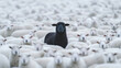 © NK - Black sheep standing out in a herd of white sheep, symbol of uniqueness and individuality