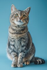 Wall Mural - A domestic cat sits comfortably on a bright blue surface