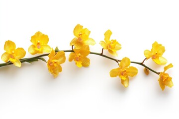 A branch of a yellow orchid (oncidium) on a white background without foreign objects - generative ai