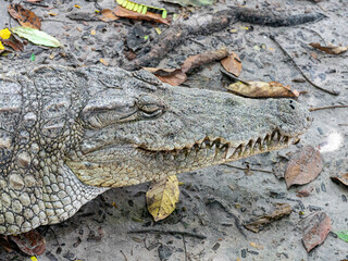 Crocodile at Kachikally Crocodile Pool in Bakau, Gambia