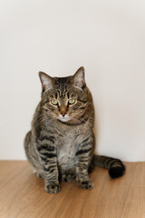 Wall Mural - isolated domestic tabby cat on light background funny posing, copy space