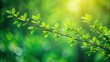 © suchetpong - Green leafy branch with long thin branches