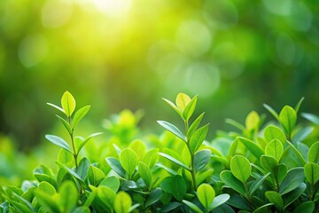 Green leaves on blurred natural background