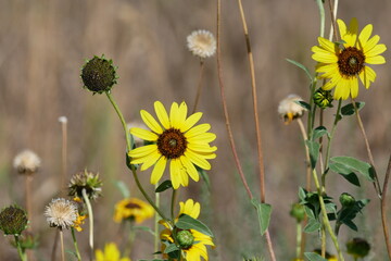 Wild Sunflower in Colorado Trail