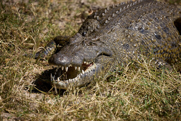 The black crocodile, a true master of the waters, blends seamlessly into its environment. Nature's design at its finest