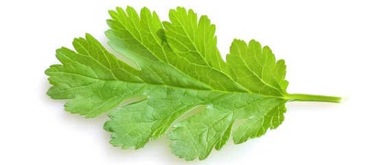 Sticker - Fresh Gooseberry Leaf Isolated On White