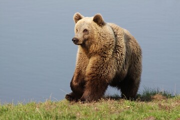 brown bear in the nature
