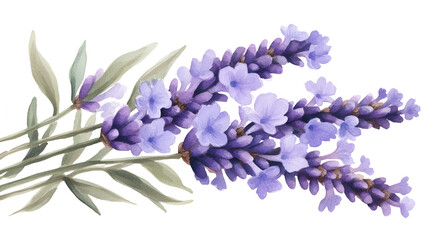 Wall Mural - Watercolor lavender bloom, soft purple petals, isolated on white, gentle shading, elegant floral detail., ready to bring joy to any space , cartoon drawing, water color style