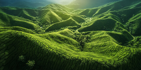 the green tea lands most beautiful nature scene ever to be seen.