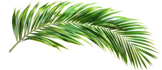 Poster - Green Leaves Of Palm Coconut Tree Bending Isolated On White Background