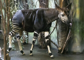 The okapi (Okapia johnstoni) is an artiodactyl mammal that is endemic to the northeast Democratic Republic of the Congo in central Africa.