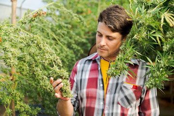 Marijuana cannabis plant farmer inspecting plants health for medical science use, male caucasian indoor grown hemp weed tree, summer flower nature greenhouse, healthcare medicine treatment illnesses.