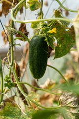 Wall Mural - Green fresh cucumber growing in garden