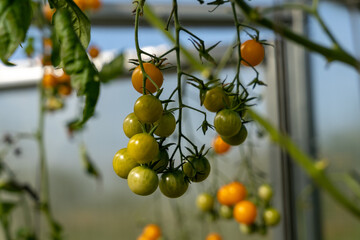 Wall Mural - A lot of green unripe tomatoes growing in greenhouse