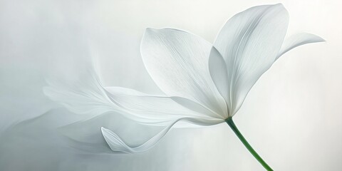 A single delicate white flower is centered with a soft blurred background, emphasizing its purity and simplicity.