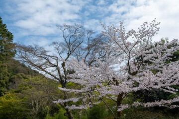 Wall Mural - Blooming cherry tree in a Japanese garden, blue cloudy sky. Sakura flowers, spring day in Japan