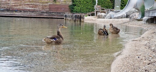 mallard ducks at wolfgangsee lake