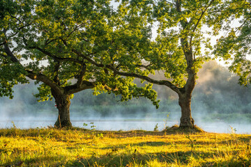 Two large trees by misty river at sunrise