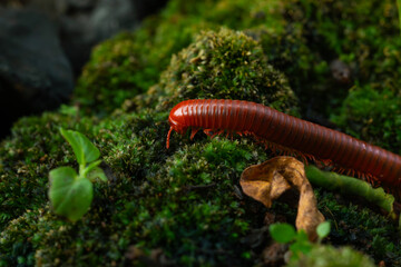 Wall Mural - Rusty millipede or asian common millipede (trigoniulus corallinus) crawling on humid moss surface in indonesian tropical climate. Shot in the morning during golden hour, natural background