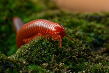 Wall Mural - Rusty millipede or asian common millipede (trigoniulus corallinus) crawling on humid moss surface in indonesian tropical climate. Shot in the morning during golden hour, natural background