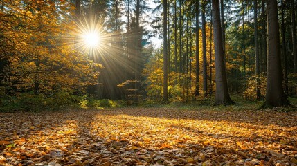 Wall Mural - A sun is shining through the trees, casting a warm glow on the ground. The leaves on the ground are yellow and brown, creating a peaceful and serene atmosphere