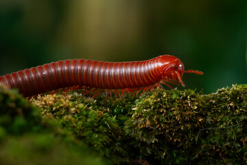 Wall Mural - Rusty millipede or asian common millipede (trigoniulus corallinus) crawling on humid moss surface in indonesian tropical climate. Shot in the morning during golden hour, natural background