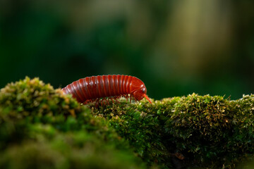 Wall Mural - Rusty millipede or asian common millipede (trigoniulus corallinus) crawling on humid moss surface in indonesian tropical climate. Shot in the morning during golden hour, natural background