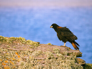 Caracara the flying Monkey in New Island, Falkland Islands