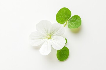 Wall Mural - Delicate Wild Wood Sorrel Flower on White Background