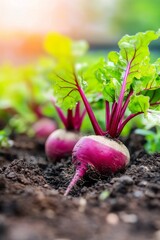 Freshly harvested beets growing in rich soil on a sunlit farm during early summer