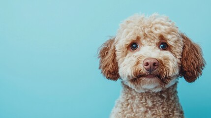 Sticker - A fluffy dog with curly fur and expressive eyes against a light blue background.