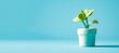 © Olga - Potted green plant on pastel blue background. Banner for plant shop. Botanic garden. Home plant concept. Banner with copy space