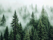 © Wanida - A dense forest with a thick layer of fog covering the trees