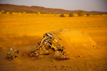 West Africa. Mauritania. The body of the dead camel is covered with the sand of the Sahara Desert.