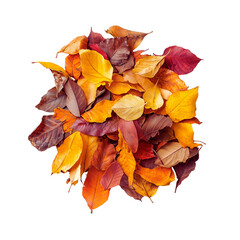 Wall Mural - Pile of Colorful Autumn Leaves Isolated
