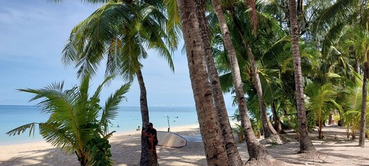 palm trees on the beach