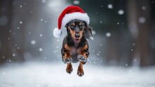 Dachshund In The Snow Free Stock Photo - Public Domain Pictures