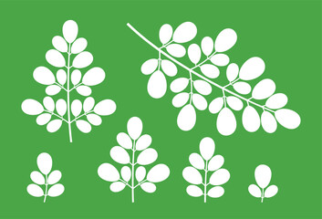 Wall Mural - Moringa logo. Isolated moringa on green background