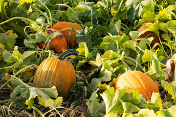 Pumpkins On Vine In Autumn