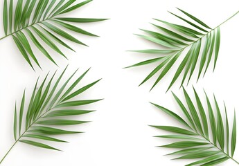 Wall Mural - Palm Leaves on White Background