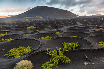 Wine growing in volcanic ash sheltered from the wind by socos, semi-circular stone walls, La Geria, Lanzarote Spain