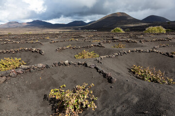 Wine growing in volcanic ash sheltered from the wind by socos, semi-circular stone walls, La Geria, Lanzarote Spain