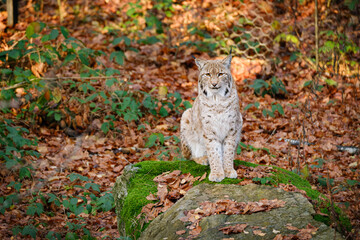 big cat lynx sitting on the rock