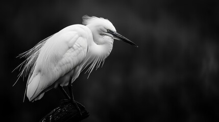 Canvas Print -  A monochrome image of a white egret atop a wooden perch against a black backdrop