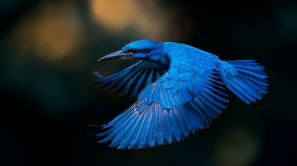 Canvas Print -  A blue bird soaring in the sky, wings expanded, head slightly tilted