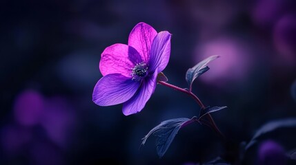 Poster -  A purple flower atop a green plant against a backdrop of blue and purple, with softly blurred leaves