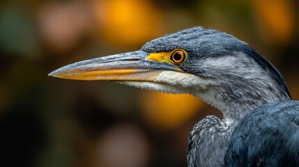 Poster - yellow beak, black head, neck; backdrop softly blurred