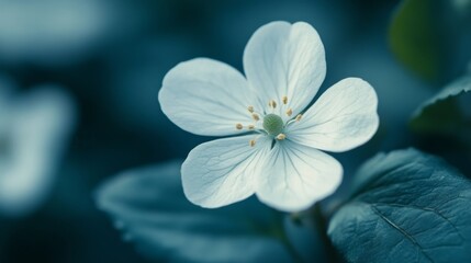 Canvas Print - Elegant White Flower Close-Up