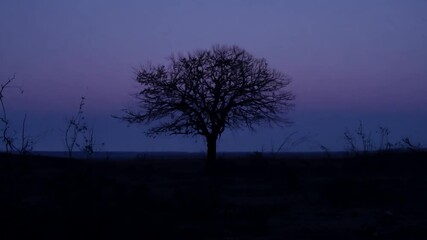 Wall Mural - Silhouetted tree against a dark, purple sky.